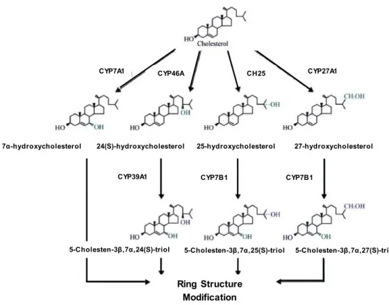 Figure 4 : Biochemical steps involved in the initiation of bile acid synthesis  Adapted from [26]   Ring Structure Modification   25-hydroxycholesterol  27-hydroxycholesterol 5-Cholesten-3β,7α,27(S)-triol 5-Cholesten-3β,7α,25(S)-triol 5-Cholesten-3β,7α,24(