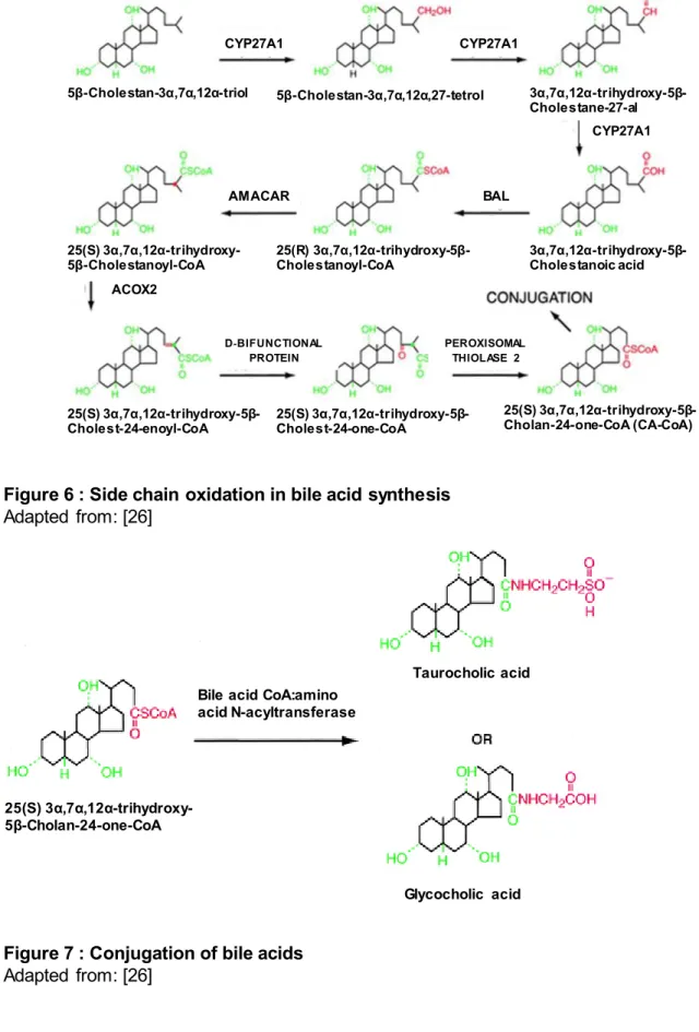 Figure 7 : Conjugation of bile acids  Adapted from: [26] ACOX2 AMACARD- BIFUNCTIONALPROTEIN  PEROXISOMAL THIOLASE 2  3α,7α,12α-trihydroxy-5β-Cholestane-27-al  3α,7α,12α-trihydroxy-5β-Cholestanoic acid  5β-Cholestan-3α,7α,12α,27-tetrol CYP27A1CYP27A15β-Chol