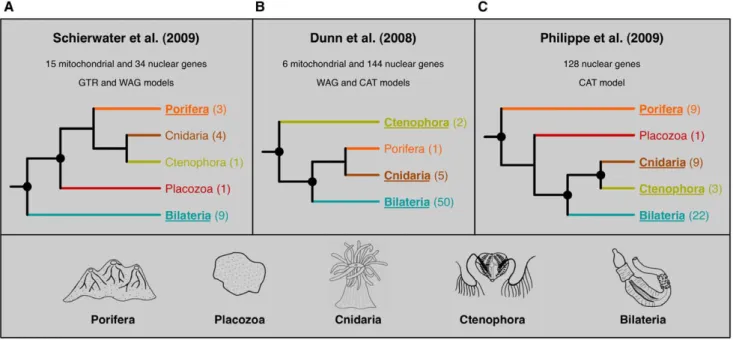 Figure 1. Simplified representation of the trees obtained in three recent phylogenomic analyses of early animal diversification