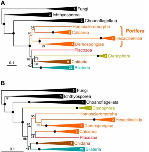 Figure 5. Saturation levels of datasets from Schierwater et al., Dunn et al., and Philippe et al