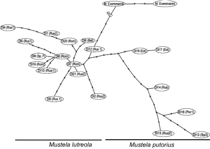 Table 1  Genetic variability observed within the three populations of Mustela lutreola using the mitochondrial control region