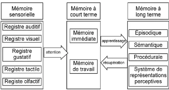 Figure 5 - Fonctionnement de la mémoire de travail à long terme (MDT-LT) 