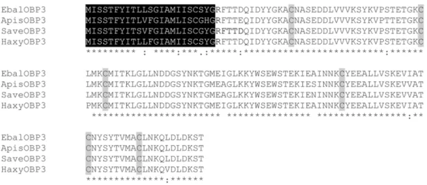 Figure 1. Deduced amino acid sequences from aphids and their predators. CLUSTALX comparison of cDNA coding region of OBP3s from the English grain aphid S