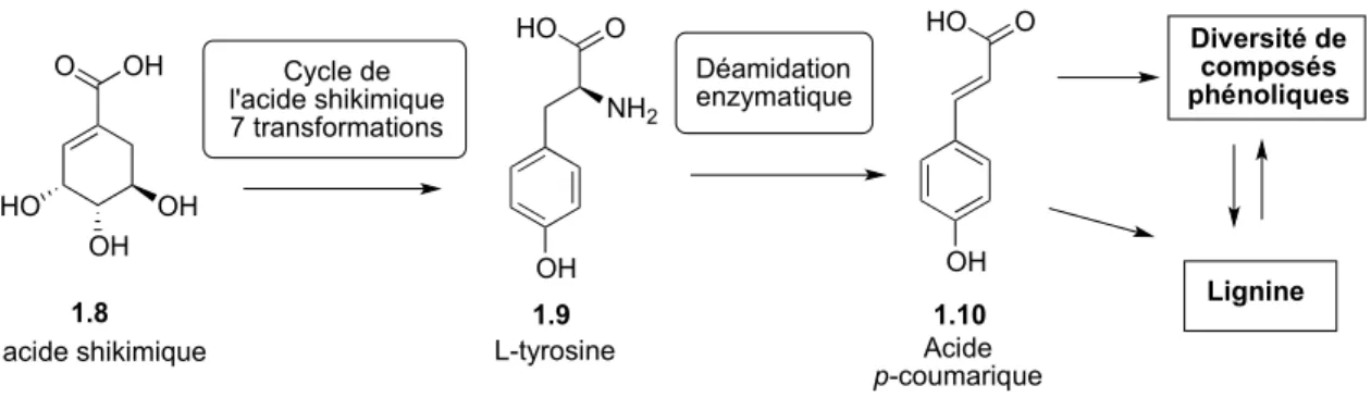 Figure 1.2  Illustration simplifiée de la biosynthèse des composés phénoliques : exemple via la L-tyrosine (1.9)