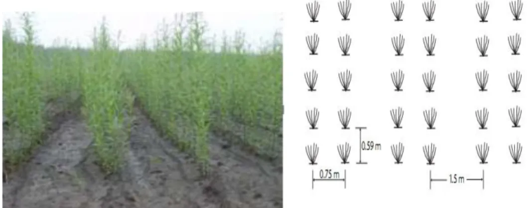 Figure  2.  Energy  willow  plantation  Salix  viminalis  var.  Inger,  made  according to the described agricultural technology 