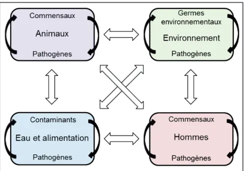 Figure 7 : Vue simplifiée de l’épidémiologie des résistances aux antibiotiques,  d’après Boerlin et White (2006).