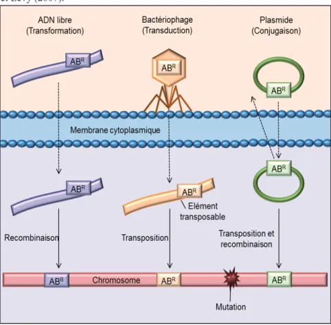 Figure 4 : Voies d’acquisition de résistance aux antibiotiques, d’après Alekshun  et Levy (2007).