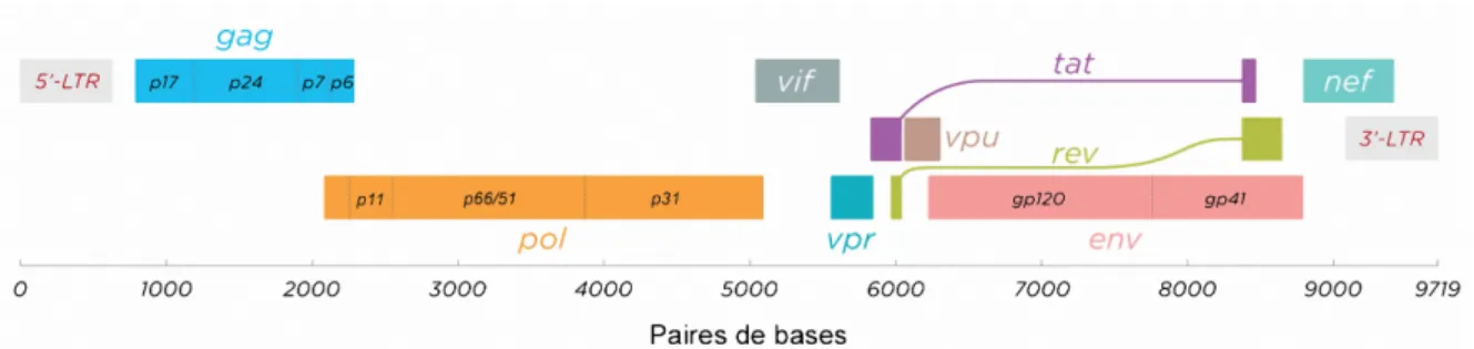 Figure 3 : Le génome viral (adaptée de [42]) 