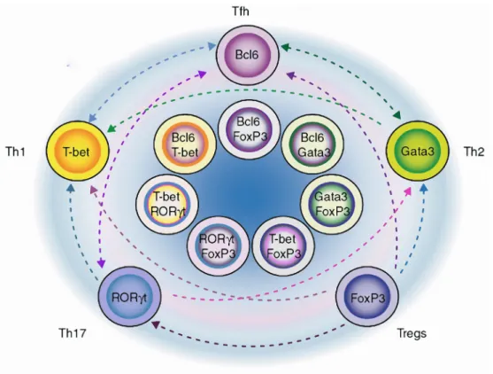 Figure 7 : La plasticité chez les lymphocytes T CD4 +  (adaptée de [374]) 