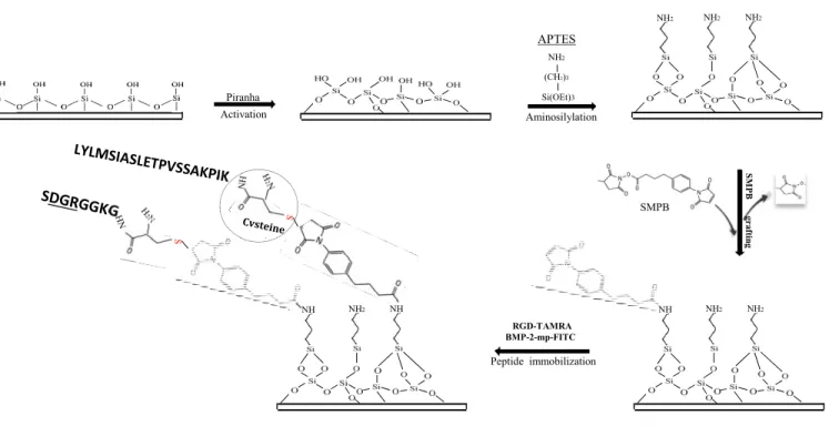 Figure 1: Schematic summary of the main guidelines of the thesis project
