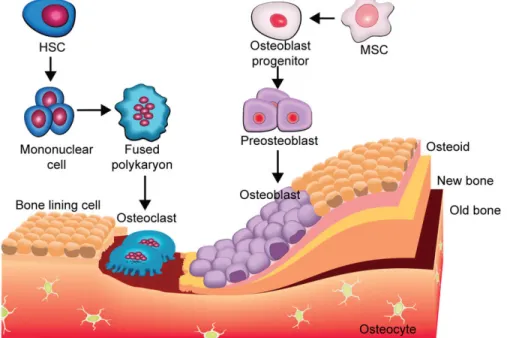 Figure 6: Schema showing evolution of osteoblasts and osteoclasts during bone for- for-mation