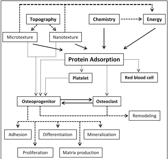 Figure 11: Effect of surface features on cell behavior at the interface bone/ implant [133]