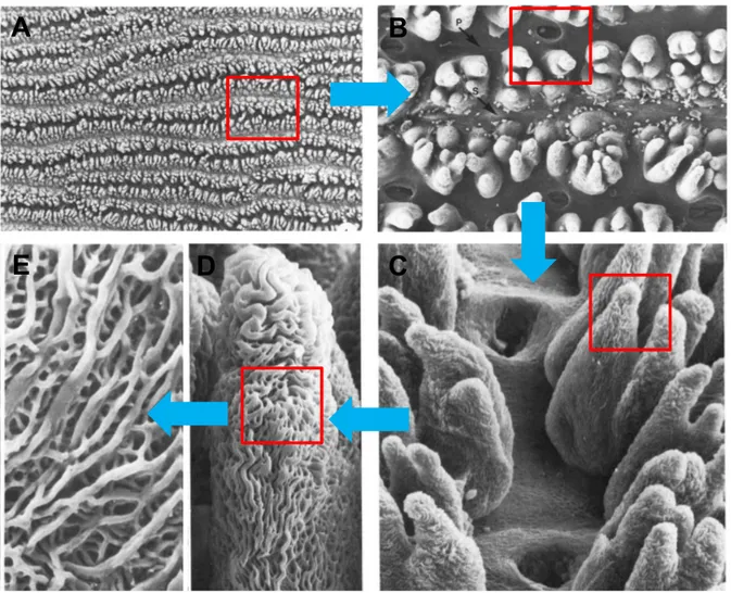 Figure 14: Hierarchical structure of human thick skin dermis surface over different length  scales, from millimeter to micron range (Magnification: (A) 20x, (B) 130x, (C) 260x, (D)  1,040x, (E) 2,800x) [256]