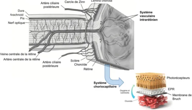 Figure 2. Représentation schématique de la structure de la rétine. Adapté de Anand-Apte et Le Fol 8,9  .