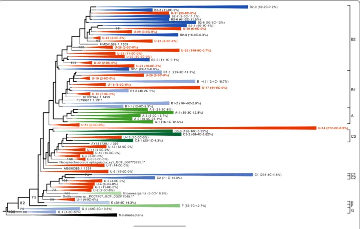 Fig. 1  Collapsed constrained phylogeny of Oxyphotobacteria based on an alignment of 2302 SSU rRNA (16S) sequences (1233 unambiguously  aligned nucleotide positions)