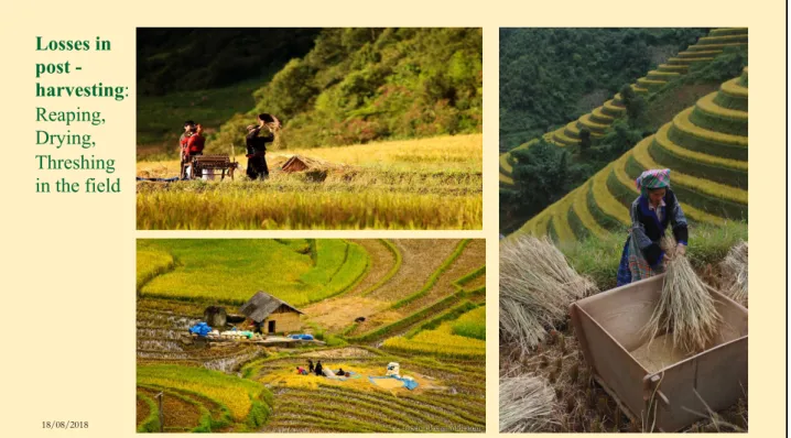 Table 4. Economic comparison of Sengcu rice production at farm-level in Laocai