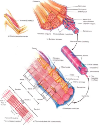Figure 4 Organisation du muscle squelettique au niveau macroscopique et microscopique