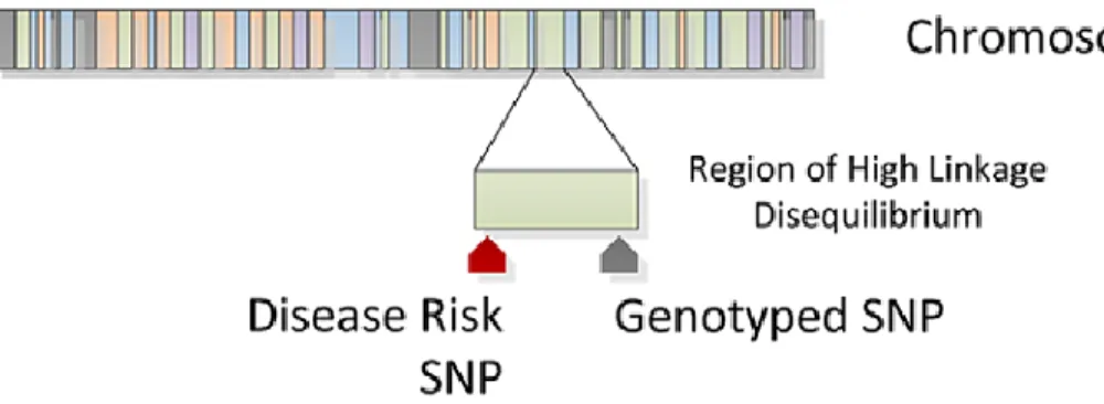 Figure  1-8.  Indirect  association  of  a  genotyped  SNP.  If  the  causal  variant  was  not  genotyped, a significant  genotyped SNP can be in LD and allow identification of disease  causing SNP 40 