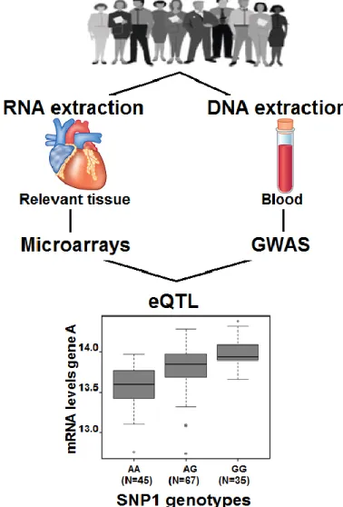 Figure  1-13.  eQTL  mapping.  RNA  and  DNA  are  extracted  from  the  same  individuals