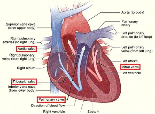 Figure  2-2.  The  interior  of  the  normal  heart  and  direction  of  cardiac  blood  flow