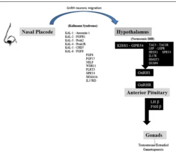 FIGURE 1 | Schematic representation of the reproductive axis and the different genes invalidating mutations participating in Kallman syndrome and nIHH