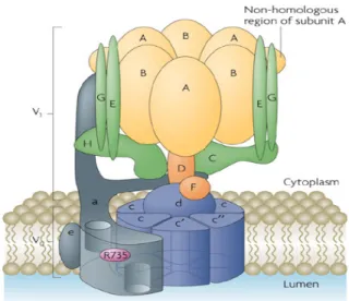 FIGURE 1 : La pompe V-ATPase (Forgac, 2007) 