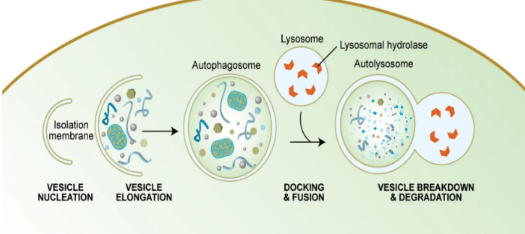 FIGURE 8 : Schéma simplifié du processus autophagique. 