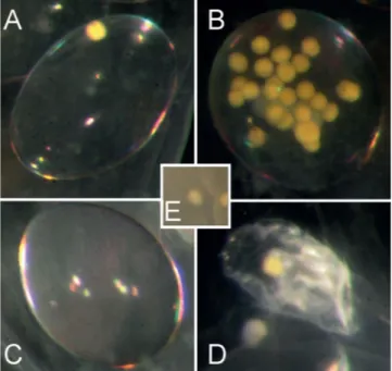 Figure 1. Different egg abnormalities observed in Lymnaea stagnalis.