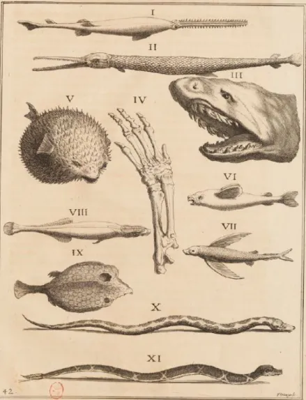 Illustration 12: Planche 42 « Les Poissons et les Serpens les  plus curieux »