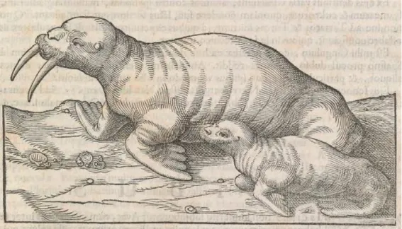Illustration 17: Gravure d’un morse entier et de son petit.