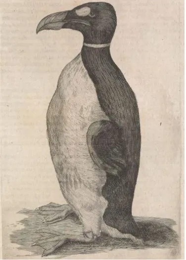 Illustration 18: Gravure du pingouin de Worm
