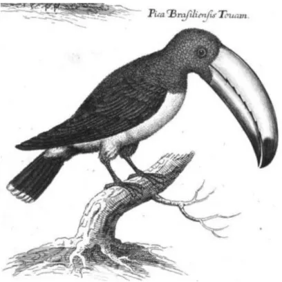 Illustration 19: Gravure du toucan de Willughby.