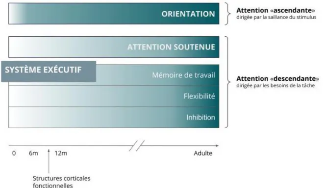 Figure 2 : Représentation schématique de la maturation des différents systèmes attentionnels de la naissance  jusqu’à l’âge adulte