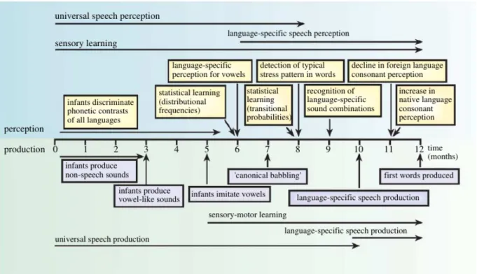 Figure 3 : développement précoce de la parole, issu de  Kuhl et al. (2008).
