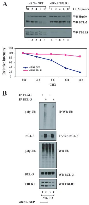FIG. 7. TBLR1 is required for the polyubiquitination of BCL-3.