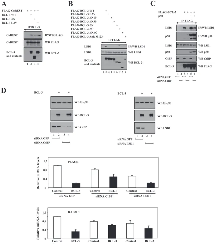 FIG. 6. CoREST and LSD1 bind BCL-3 through its N-terminal domain. CtBP and LSD1 play roles in the repressing abilities of BCL-3