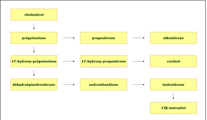 Figure 2 : schéma simplifié de la stéroïdogenèse (White, 1994). 