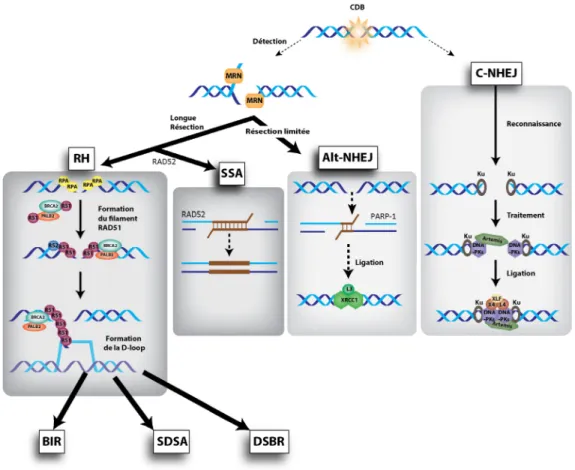 Figure 1.6 : Les différents types de réparation des cassures double-brin de l’ADN 