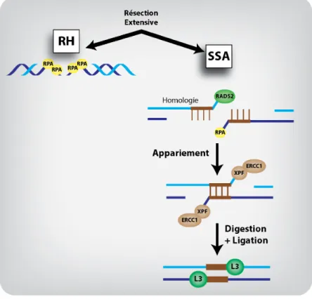 Figure 1.11 : L’appariement d’ADN simple-brin (SSA) 