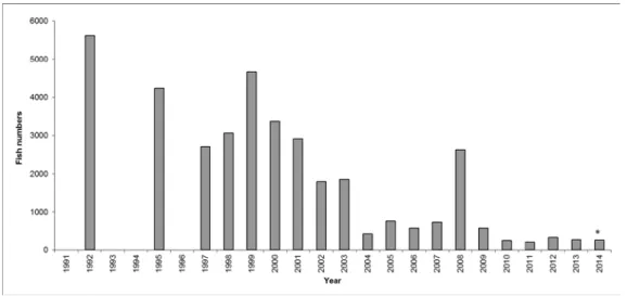 Figure 2. Variation in the number of ascending young yellow eels trapped at the fish trap of the  Visé-Lixhe dam between 1992 and 2014