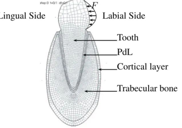Figure 4: Tooth and surrounding tissue - mesh and geometry