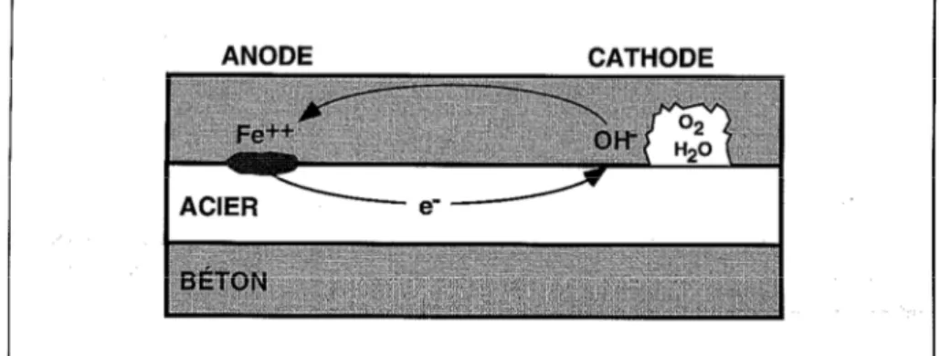 Figure 9 – Représentation d'une pile de corrosion dans le béton [17]. 