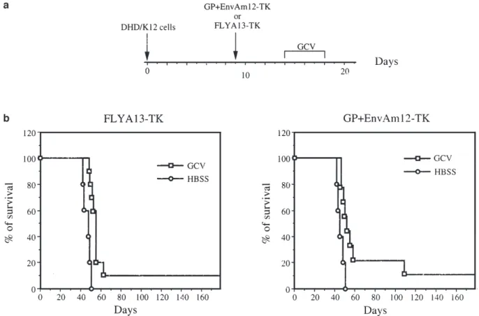 Figure 1 Survival of rats after a single i.p. injection of retrovirus producing FLYA13-TK or GP+EnvAm12-TK cells and treatment with GCV