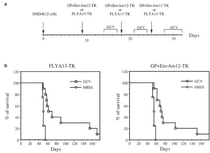 Figure 2 Survival of rats after three i.p. injections of HSVtk retrovirus producing FLYA13-TK or GP+EnvAm12-TK cells