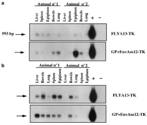Figure 4 tk Gene expression in various organs following single or multiple i.p. injections of HSVtk retrovirus producing cells