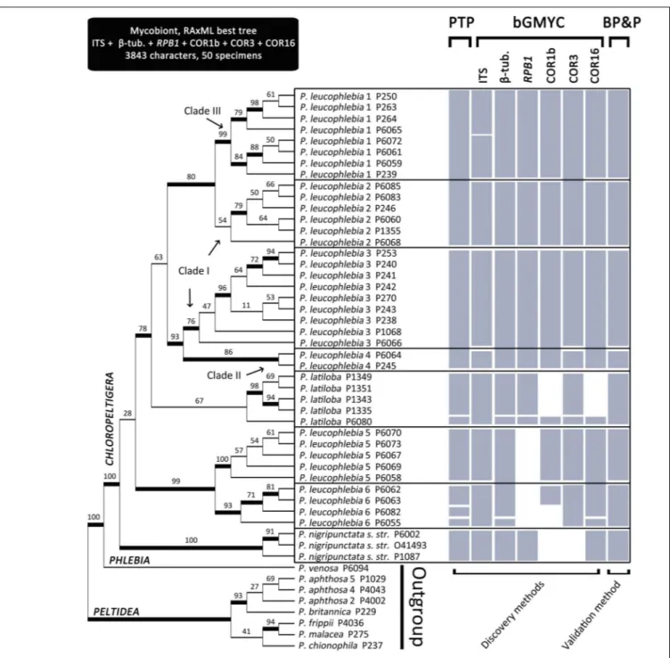FIGURE 1 | Maximum likelihood phylogeny of Peltigera section Chloropeltigera (mycobiont) based on six combined loci