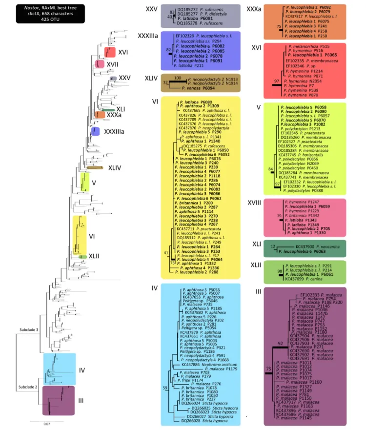 FIGURE 2 | Nostoc rbcLX maximum likelihood phylogeny. Clades highlighted with colors on the complete tree, without tip labels, on the left, correspond to the phylogroups associated with Peltigera species included in this study