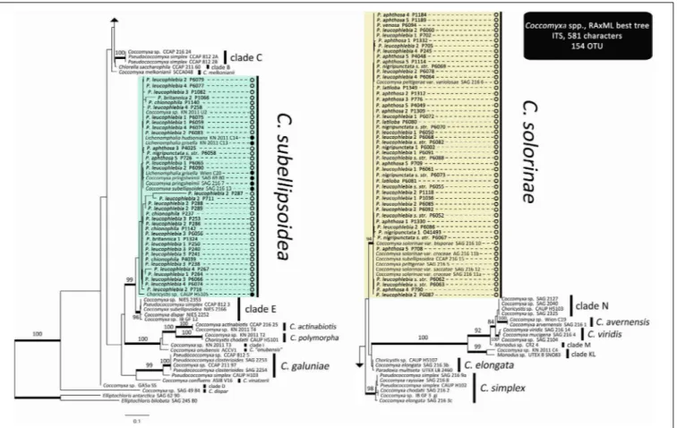 FIGURE 3 | Coccomyxa ITS maximum likelihood phylogeny. Thick branches represent ≥ 70% bootstrap support
