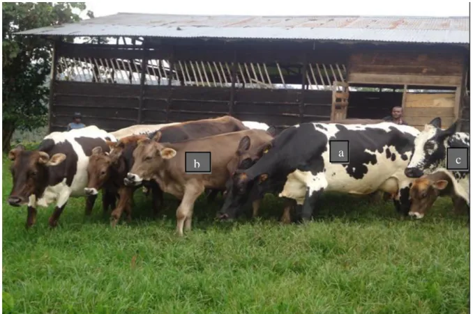 Figure 1: Vaches croisées à prédominance de sang Frison (a) et Brun Suisse (b), et Ankole  (c) sur pâturage devant l’étable fumière en territoire de Beni