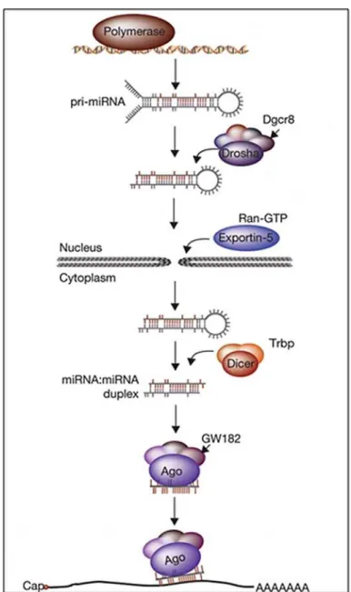 Figure 3: Voie de biogenèse classique des miARNs.Voie de biogenèse classique des  miARNs